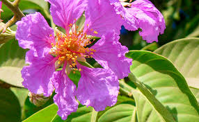 Banaba